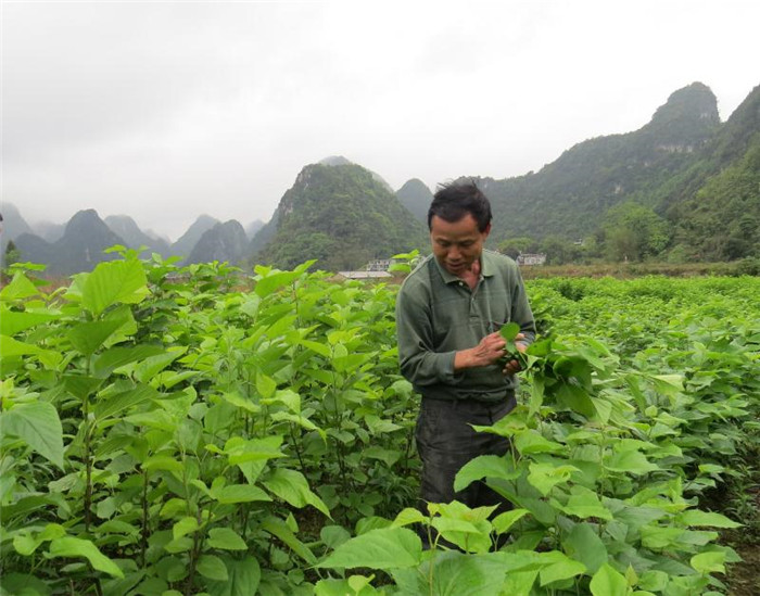 广西德保：一片叶子带出一条致富路