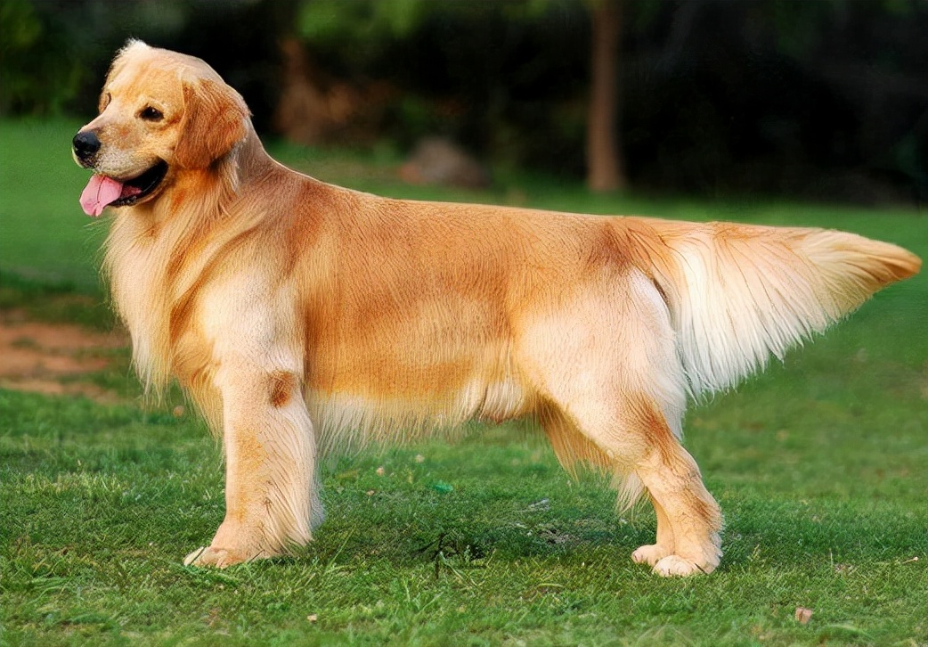 世界犬种智商排名榜前 30 名的聪明狗狗