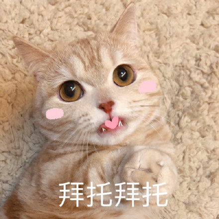 猫咪撒娇表情包合集