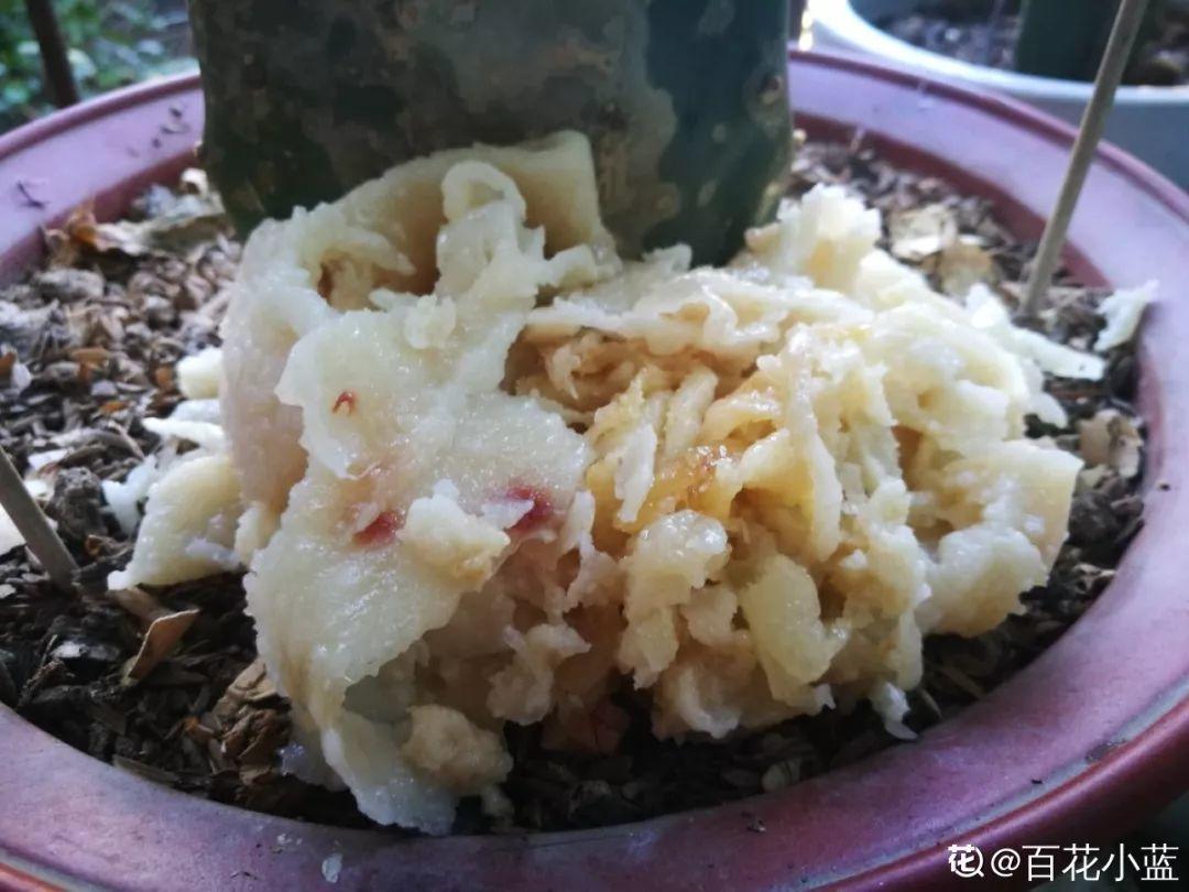 这12种花快施肥，根壮叶绿，还能提早开花