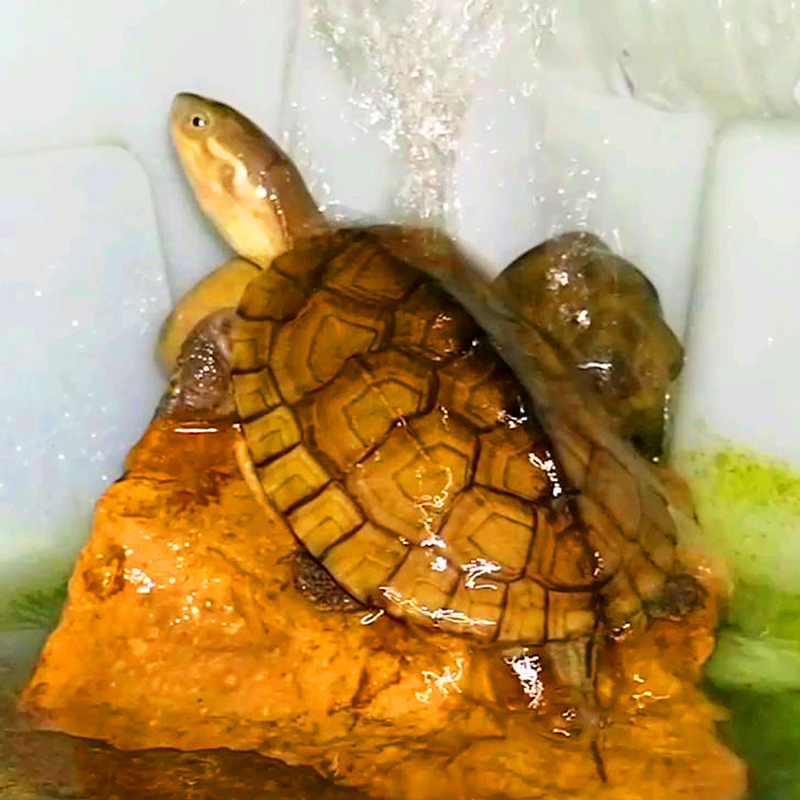 近年来,随着价格的不断回落,使它受到了了大众养龟人士的青睐.