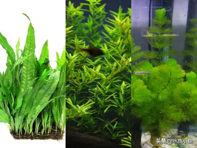 卵胎生鳉魚的繁殖 如何保護剛出生的仔魚 卵胎生鳉魚的繁殖條件有哪些比較重要呢 如何保護剛出生的仔魚 讓它們存活下來 拓展延伸 天天看點