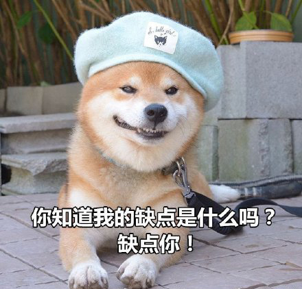 柴犬土味情话表情包合集｜你知道我的缺点是什么吗？