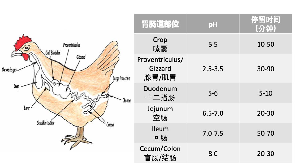 谈蛋白酶，没有比这个更详细的了