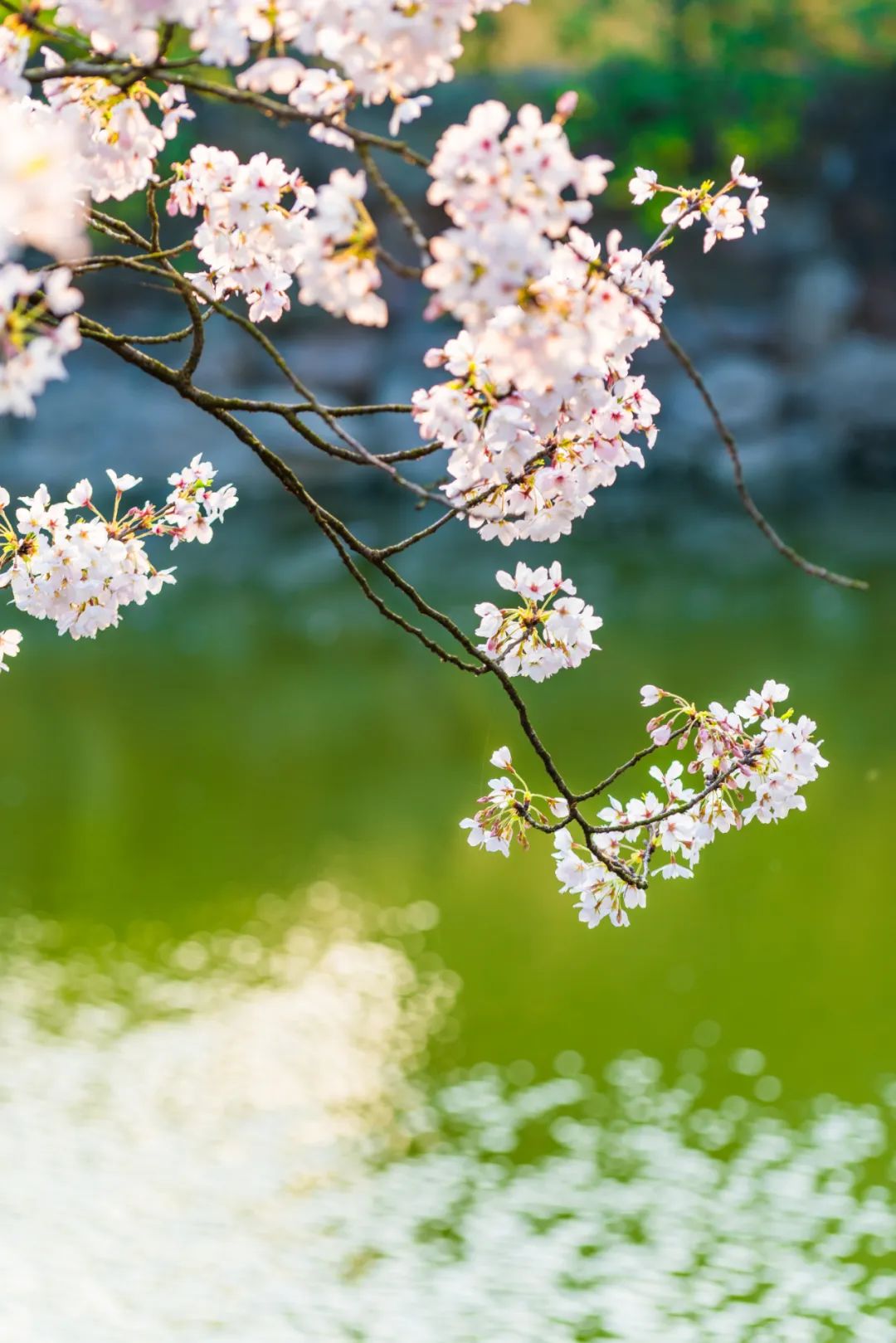 樱花的诗句唯美现代(樱花的诗句唯美现代七绝)