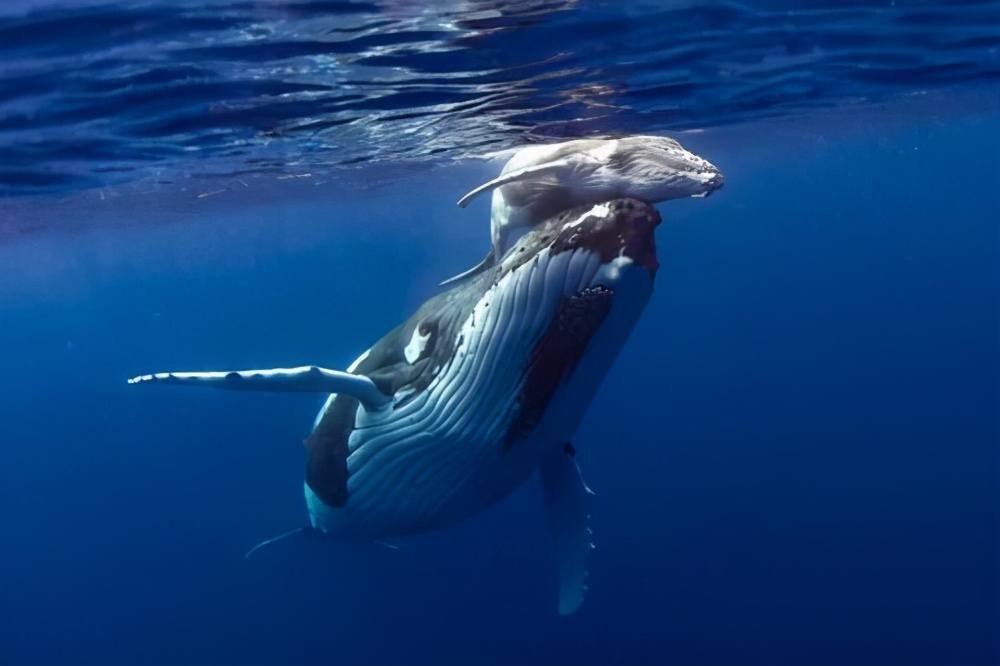鲸口逃生！美国男子被座头鲸吞下40秒后生还，座头鲸为何不吃人？
