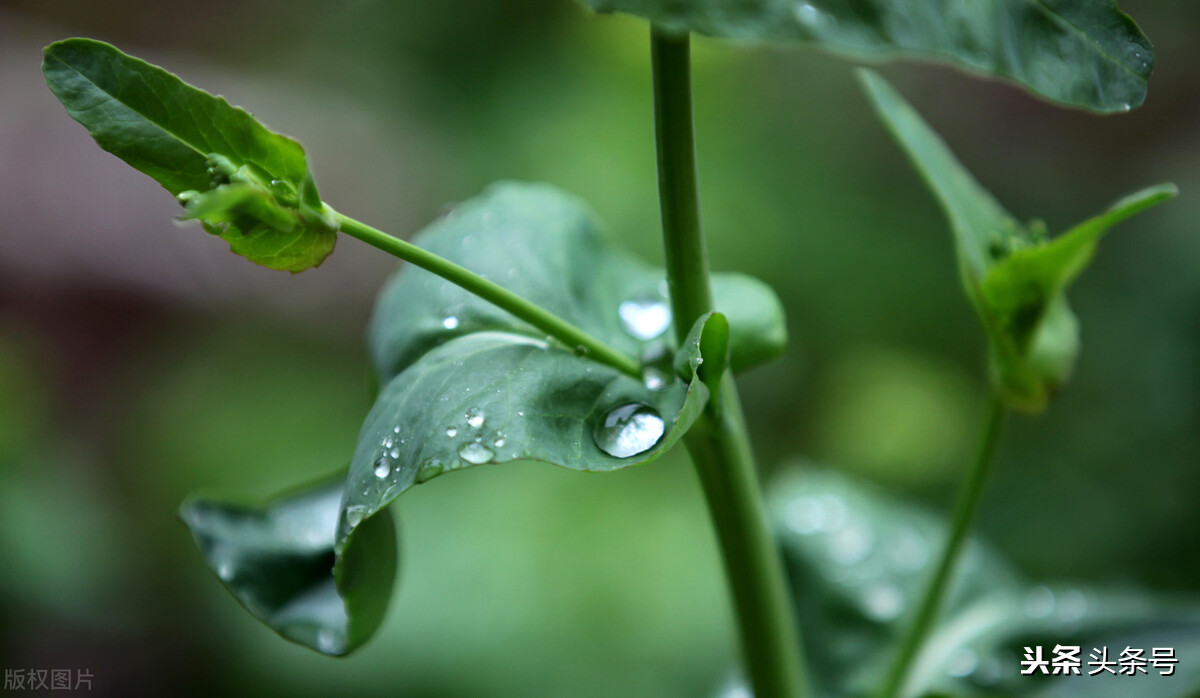 史上最全组合飞花令：季节＋天气（一）春＋天气