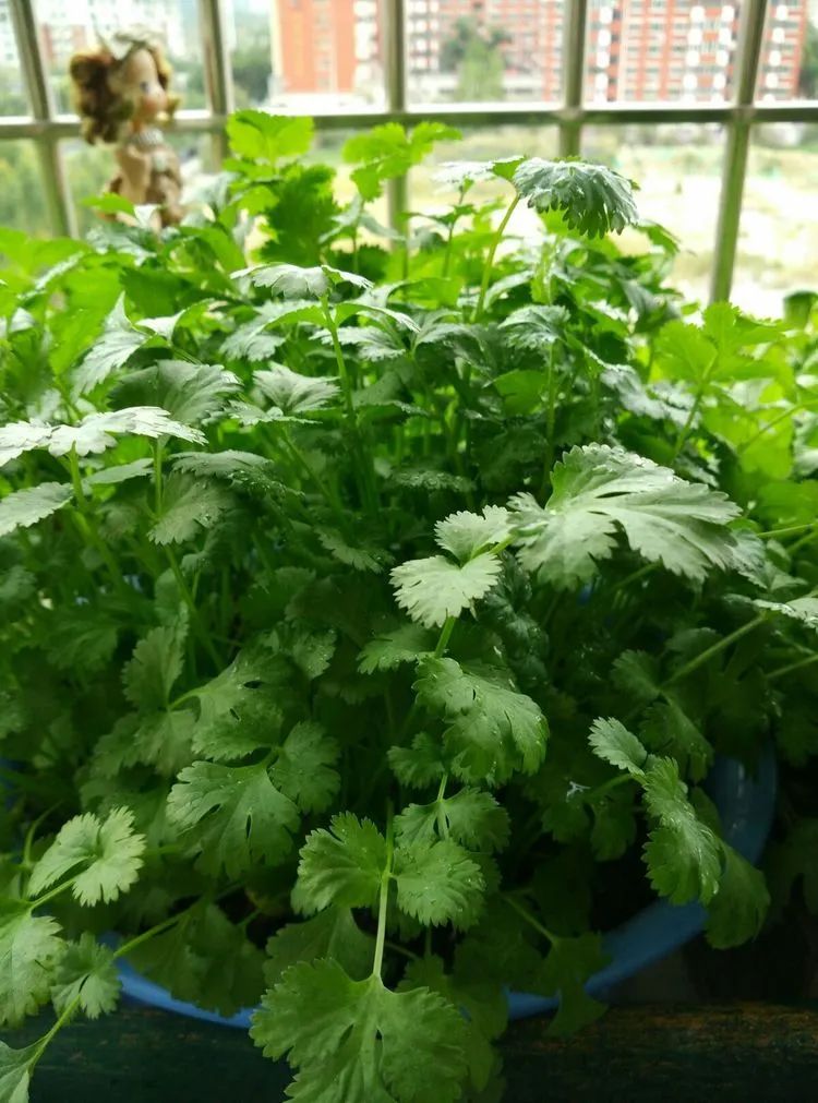 阳台菜园一定要种些香菜盆栽,3个播种步骤,可以收获多多噢