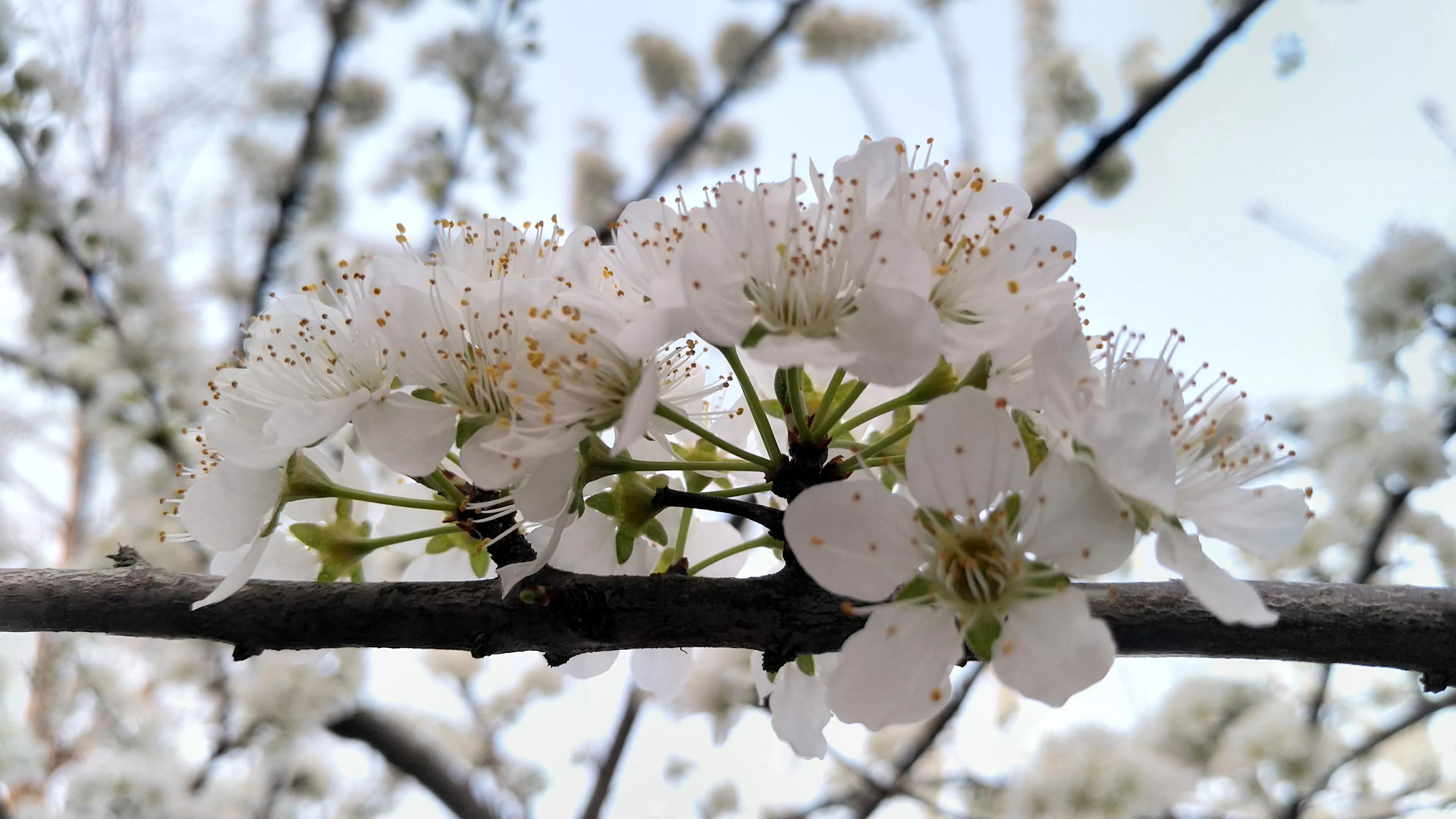 李树开花一树白，银装素裹如堆雪