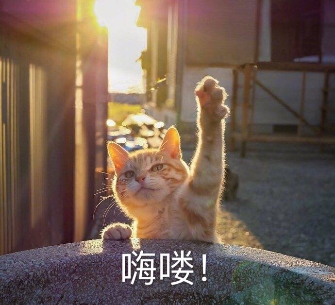 猫咪表情包25张｜我这一巴掌下棋你可能会死