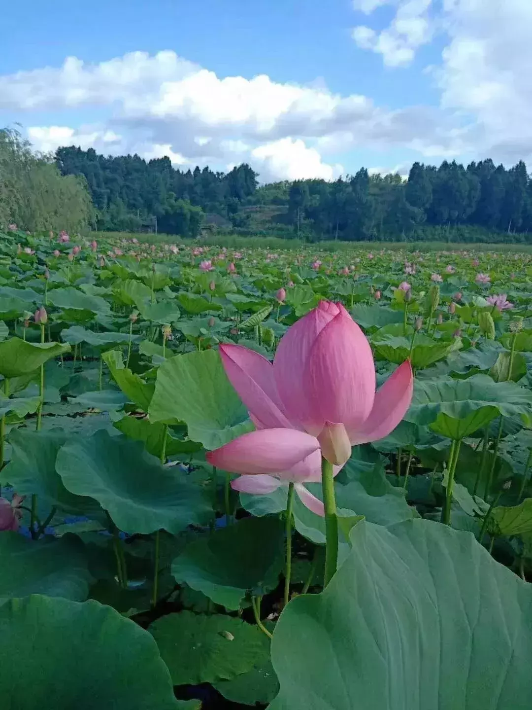 盈盈芙蕖水中开，菡萏尽放，千娇百媚~与君共赏这一池荷香