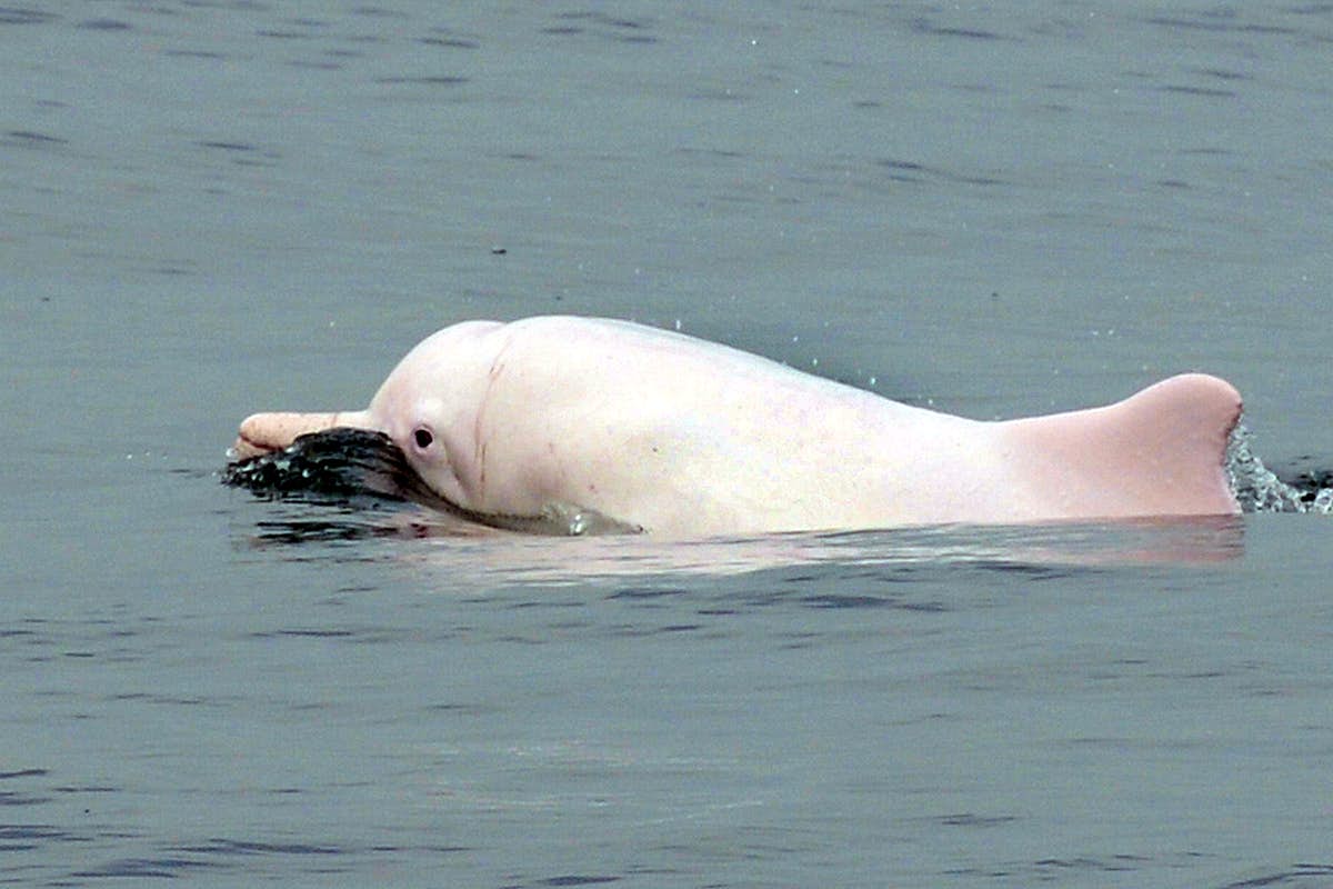 中华白海豚虽然头顶中华二字,但实际上它们的分布范围不仅限于我国