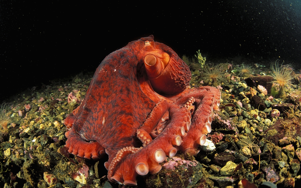 深海章鱼有多大图片