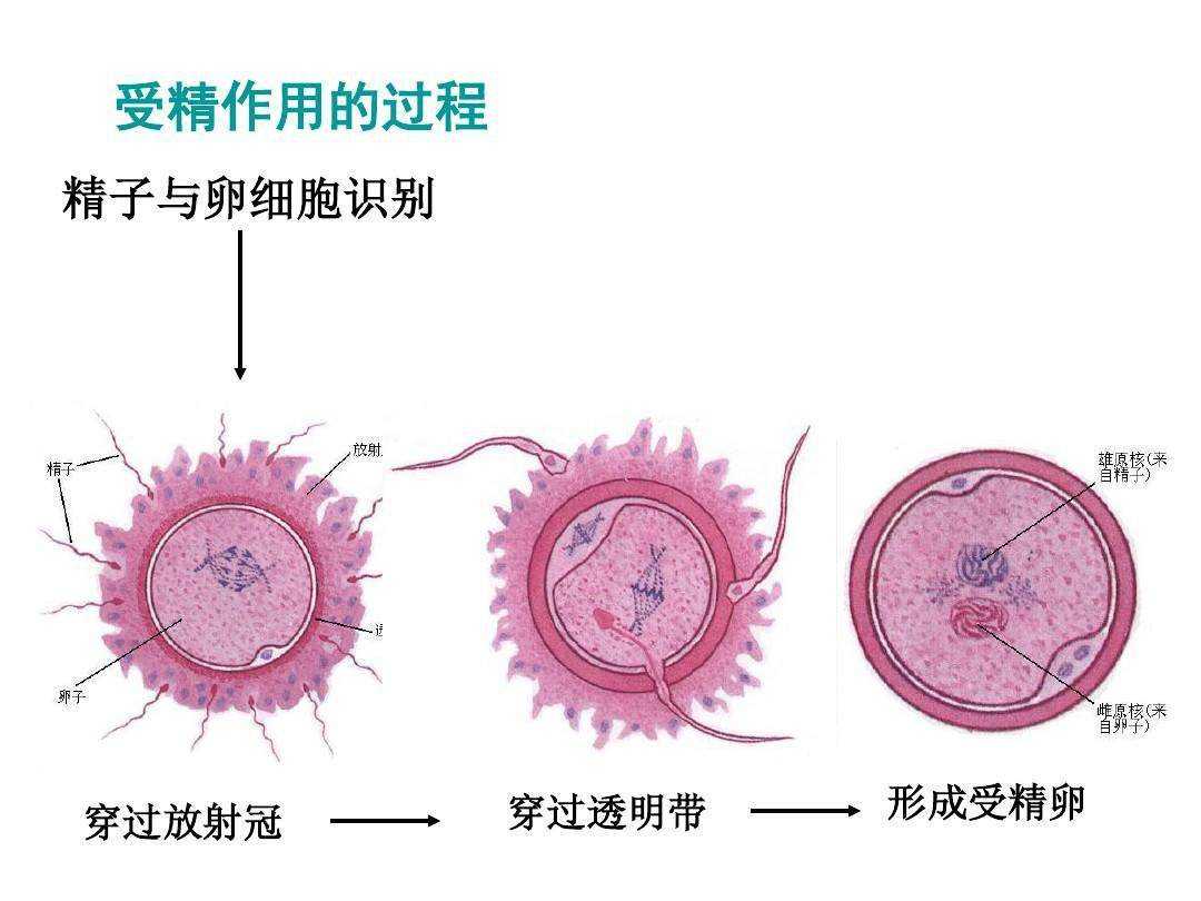 代孕和试管婴儿只有一线之差，为何一个被禁止，一个却被允许？