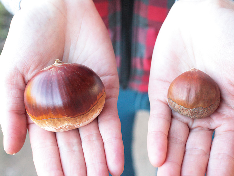 沐夏生活美学｜长谷川弓子在《大栗子》树下