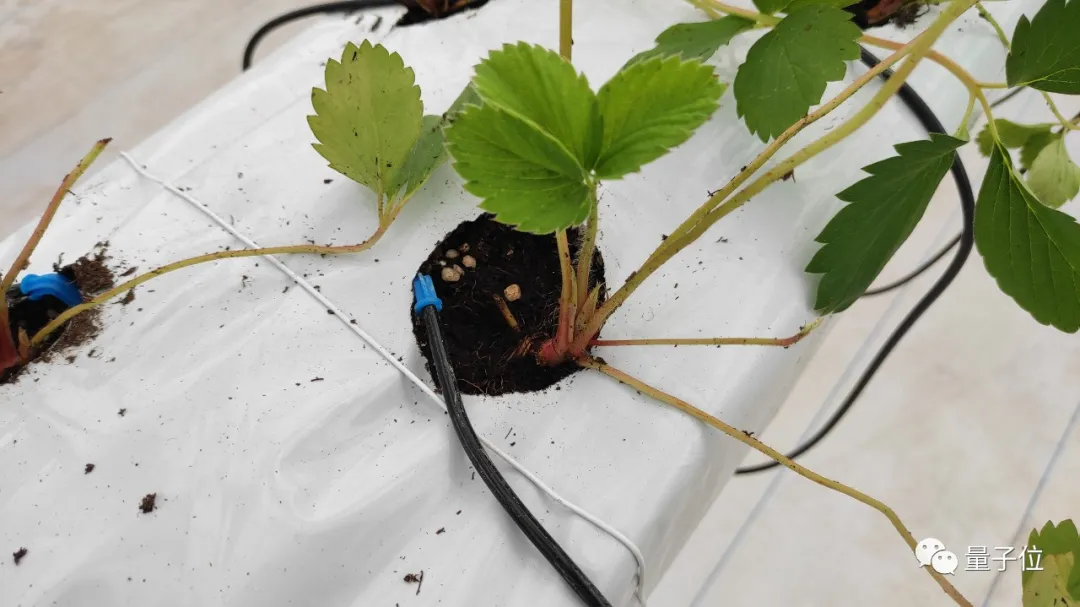 没想到,拼多多竟然想用AI种草莓给我吃