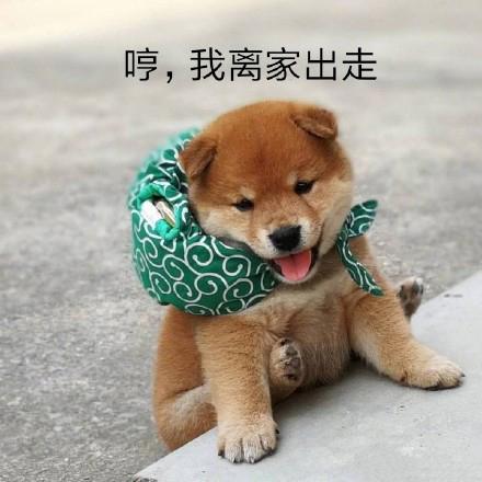 小柴犬的表情包来个热吻吗？宝贝儿