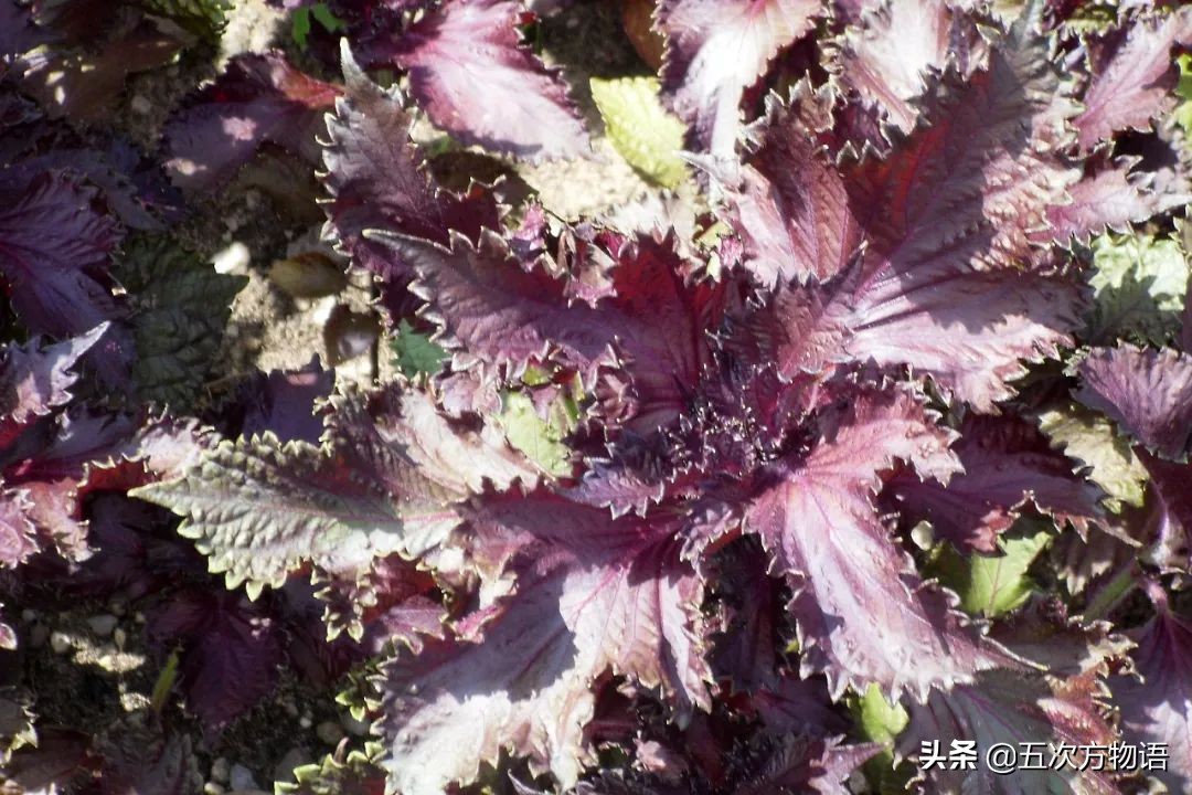漫谈起源于中国的蔬菜