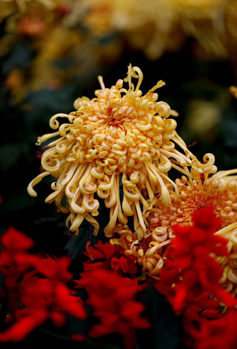 菊花，就是秋日最美的诗词，​十二首晚菊诗词，傲骨迎霜，优雅美艳