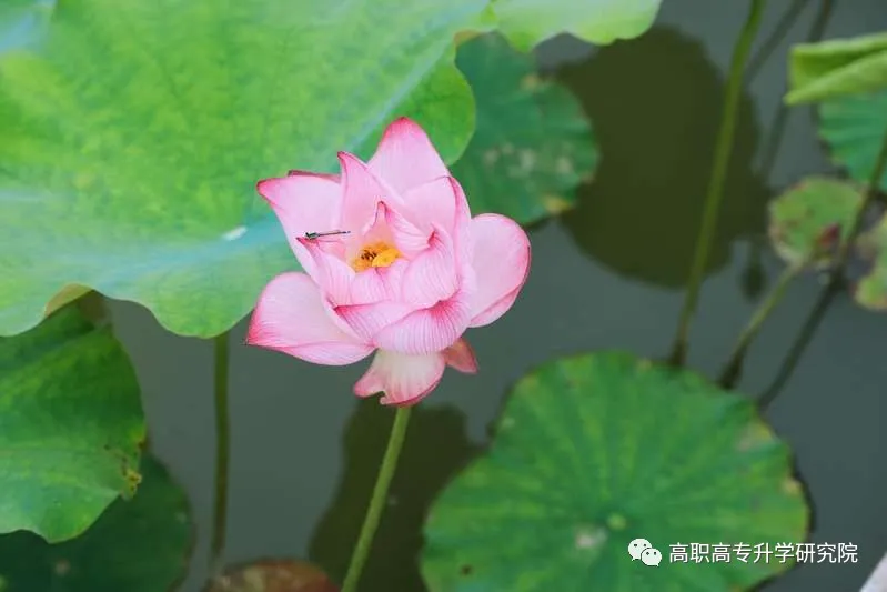 河南机电职业学院