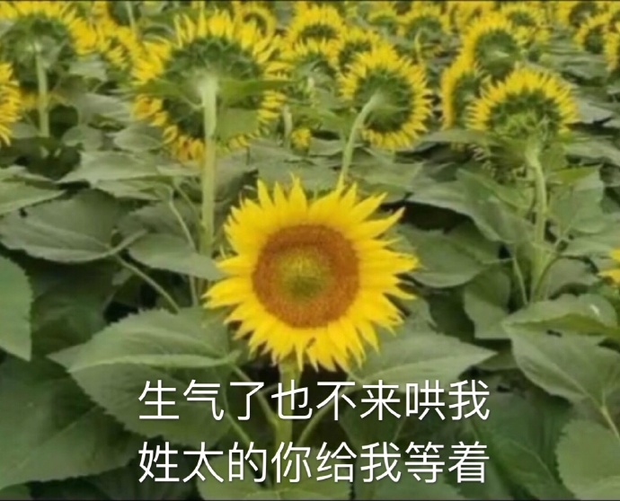 向日葵她是不是和太阳吵架了表情包｜哼，生气了，哄不好的那种