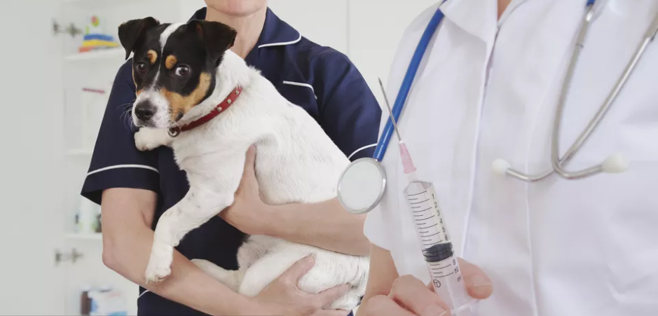 狗狗疫苗清单，这4种核心疫苗，主人一定要带狗狗打