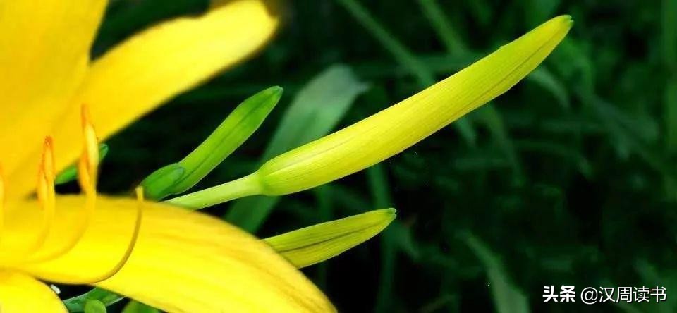 忘憂草是黃花菜嗎,忘憂草是黃花菜嗎 忘憂草的花語解析