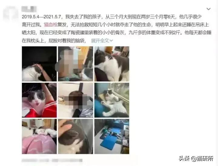 从瘫痪到死亡只有几小时,猫血栓到底有多凶险?