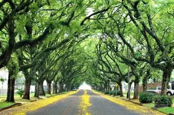 世界最美林荫道,在武汉的它必须拥有姓名