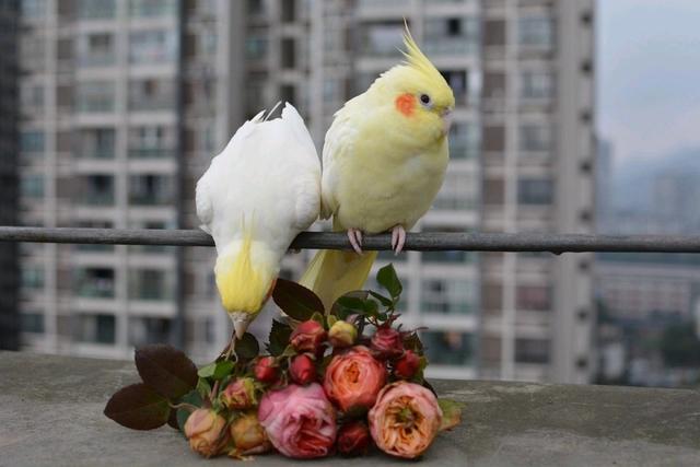 玄鳳鸚鵡,玄鳳鸚鵡壽命多少年