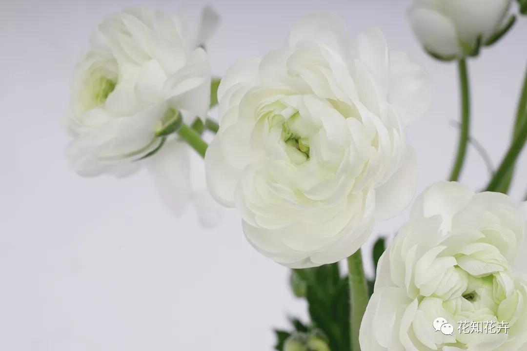 叫我“洋牡丹”？切，牡丹哪有我的花期长？