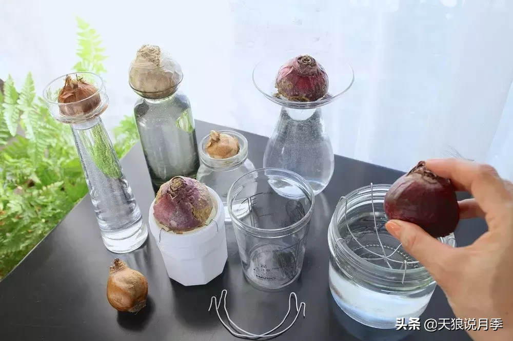 学会这几招，轻松水培芳香可爱的风信子