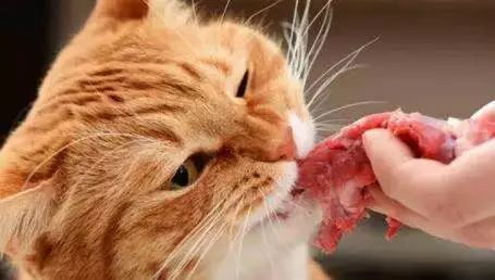 最可怕的猫咪疾病之一——猫传腹到底是怎么一回事？
