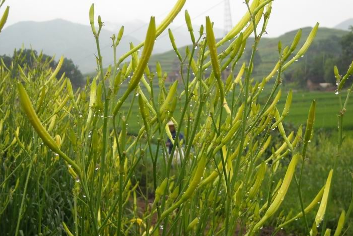 黃花菜圖片,黃花菜圖片 植物圖片