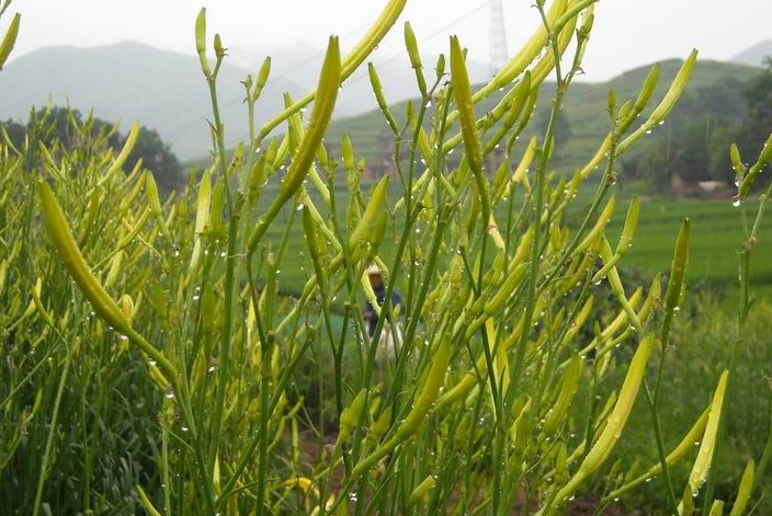 黄花菜图片,黄花菜图片 植物图片