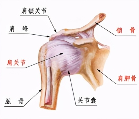 骨科医生：肩周炎可以自愈，但要经过这 4 个阶段