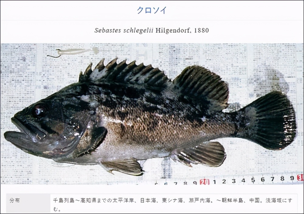 日本再捕超13倍辐射鱼，核污染加剧。