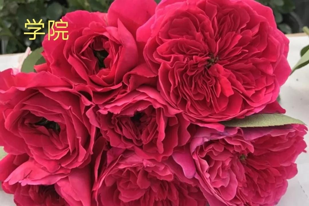 白荔枝玫瑰花语是什么（常见切花月季一览）