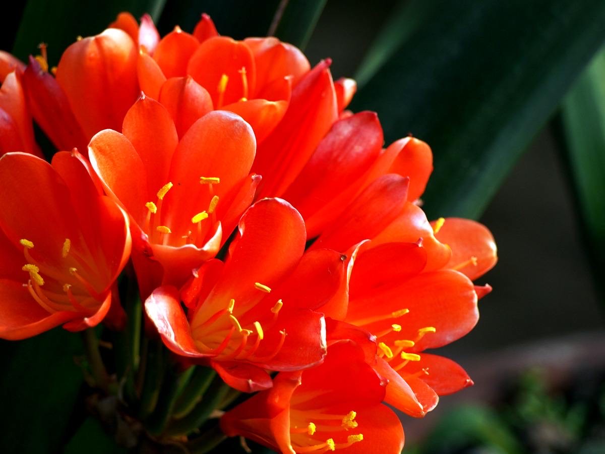 君子兰到了冬季,做到一点,叶子长得快,开花红艳艳