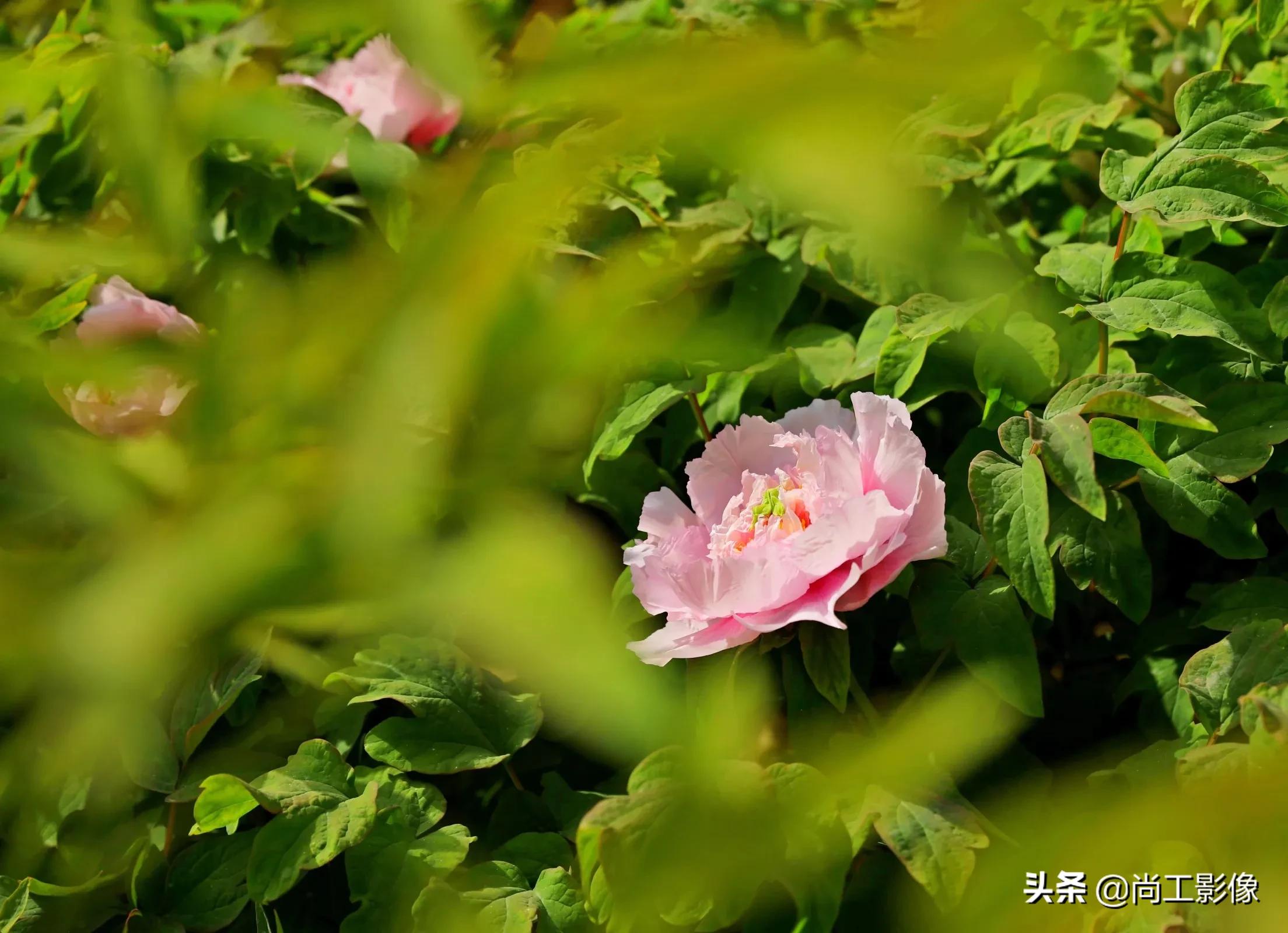 惟有牡丹真国色，花开时节惹人醉