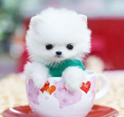 小巧可爱的茶杯犬，为什么那么少见？茶杯犬背后的残忍你想象不到