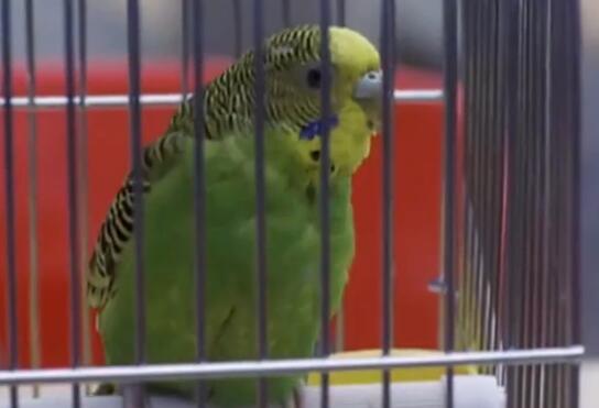 在这部1988年的老电影中，袁洁莹演女学生，林正英演警察