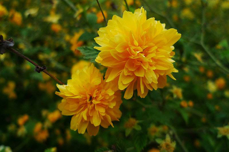 向日葵种类图片大全(有人独爱黄色，哪些黄色花最好看，你知道吗？)