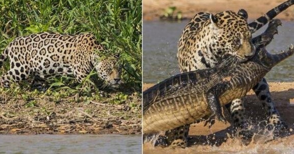 美洲豹同样是王者但人要抓住森蚺是很难的,92年就开始研究森蚺的生物