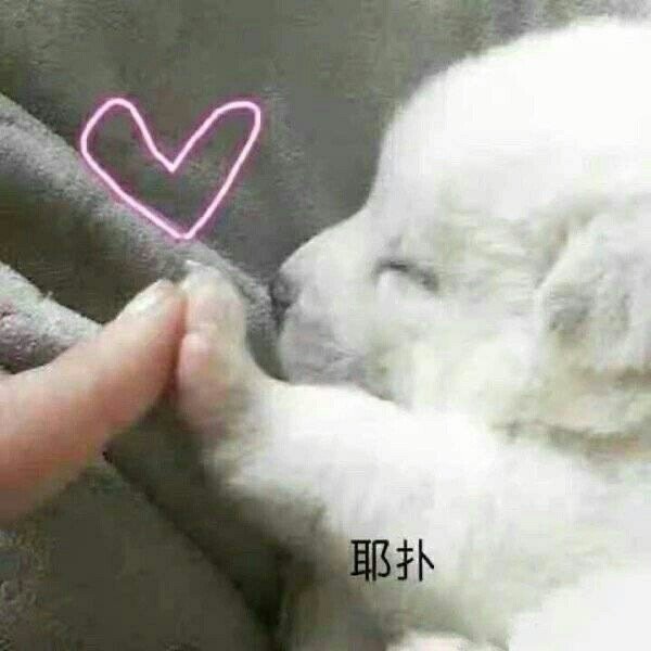 表情包：眼睛里透露着贫穷