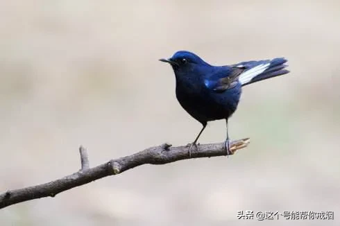 心如荷花天地宽，人生一笑岁月长；医海无涯必励钻，博采勤收受益