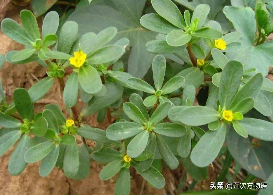 全株可食,幼嫩尤佳,口感脆嫩