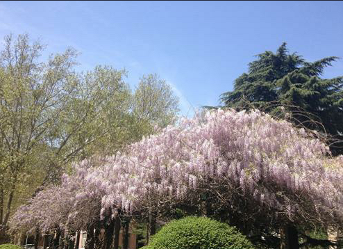 山东大学2016-2018鲁冀江浙黑吉辽录取分数