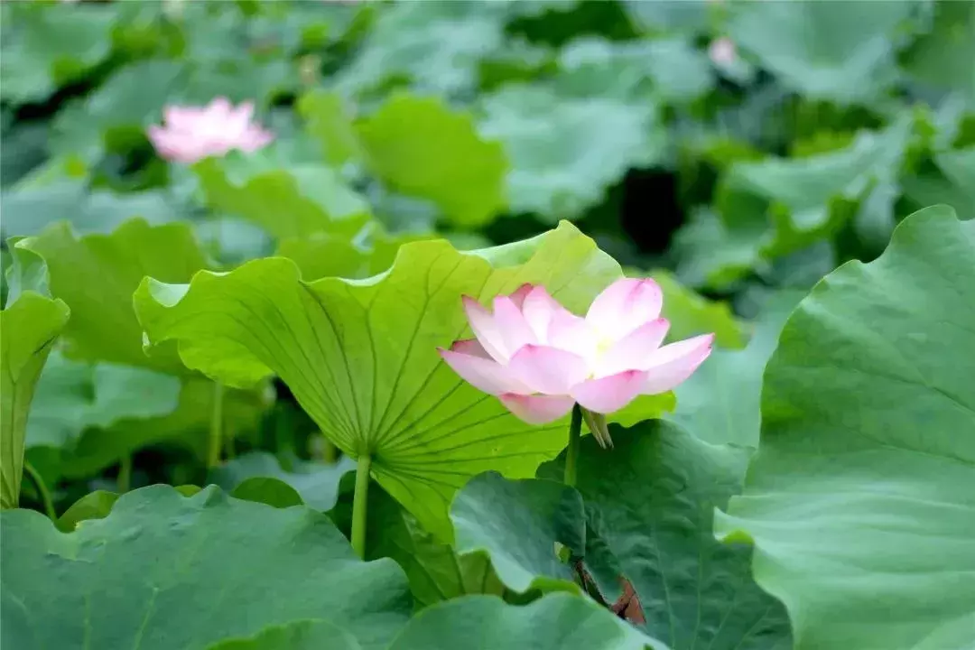 盈盈芙蕖水中开，菡萏尽放，千娇百媚~与君共赏这一池荷香