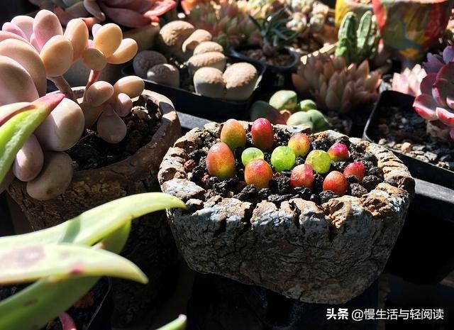 《慢生活·轻阅读》1742期